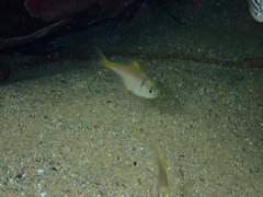 Schuettea scalaripinnis