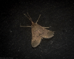 Piletocera macroperalis