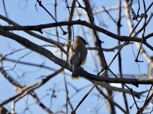 Cedar Waxwing