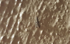 Dichomeris punctipennella