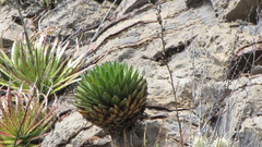 Agave victoriae-reginae