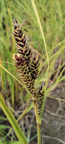 Creek sedge (Carex decidua)