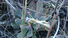 Echeveria strictiflora