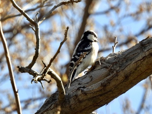 Downy Woodpecker