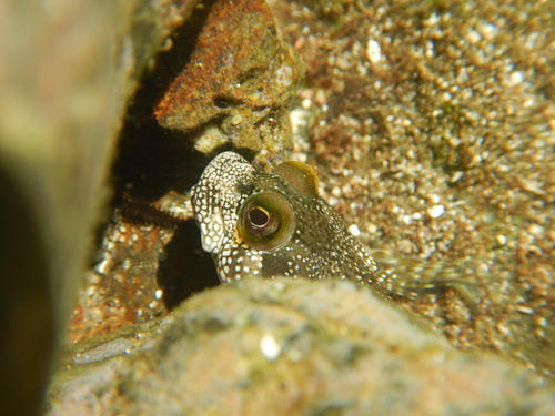 Vieroog-rotsspringer (Dialommus macrocephalus) — Labrisomidae — 4