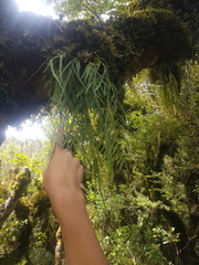 Asplenium flaccidum flaccidum