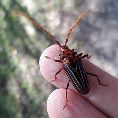 Chydarteres striatus