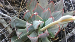 Echeveria strictiflora