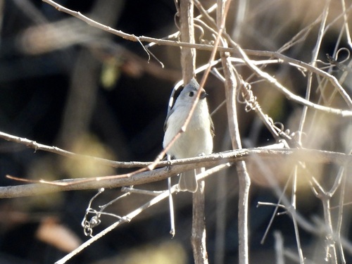Tufted Titmouse