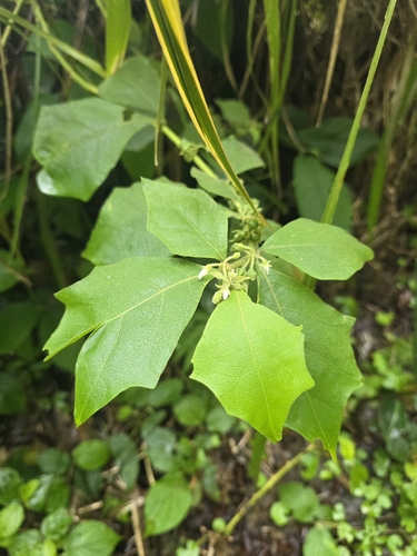 Solanum jamaicense, photograph 5