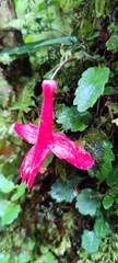 Asteranthera ovata, photograph (c) Santiago Martín-Bravo, some rights reserved (CC BY)