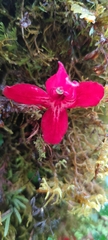 Asteranthera ovata, photograph (c) Santiago Martín-Bravo, some rights reserved (CC BY)