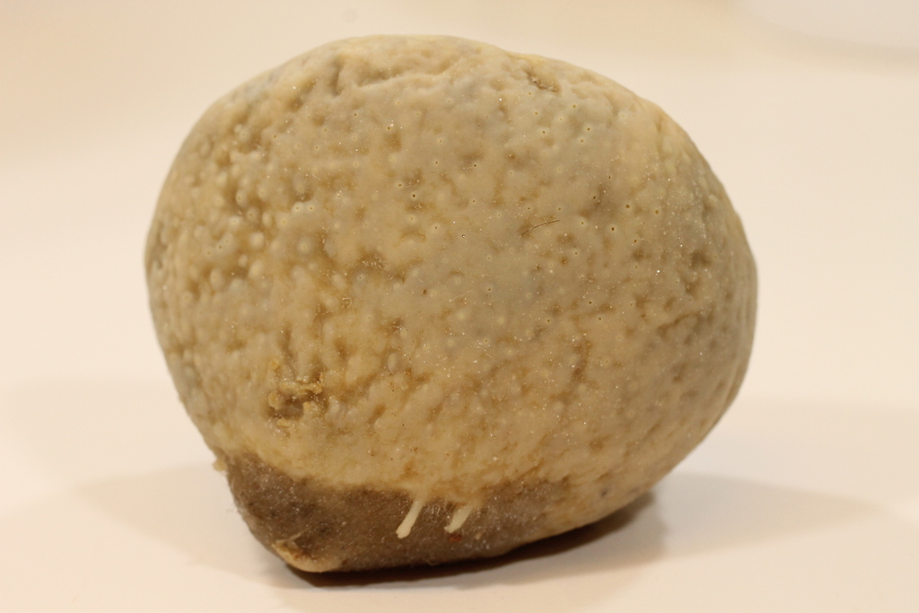 Geodia parva