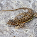 Elegant Earless Lizard - Photo (c) J.D. Willson, some rights reserved (CC BY-NC), uploaded by J.D. Willson