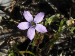 Gilia flavocincta