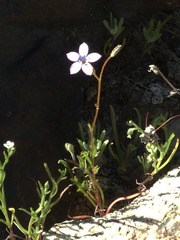 Gilia flavocincta