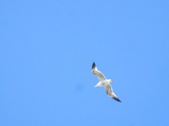 Larus argentatus smithsonianus