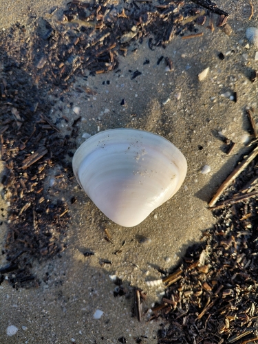 Mactra corallina