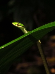 Leptophis nebulosus