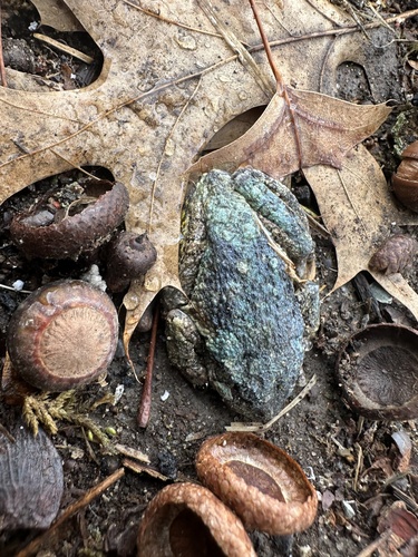 Gray Treefrog observed by nrosner31