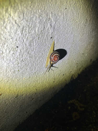 Cepaea nemoralis