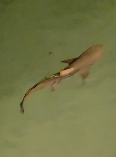 Negaprion acutidens