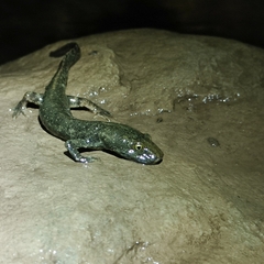 Sardinian Mountain Newt photo 2