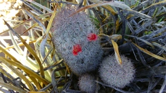 Mammillaria pottsii