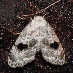 Abablemma duomaculata