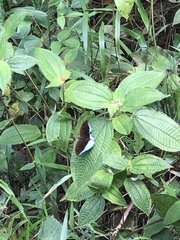 Tanaecia iapis puseda