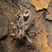 Heilipodus pulchellus - Photo (c) Craig Biegler,  זכויות יוצרים חלקיות (CC BY-NC), הועלה על ידי Craig Biegler
