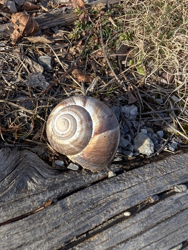 Helix lucorum