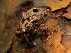 Heilipodus pulchellus