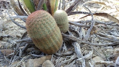 Echinocereus pectinatus pectinatus