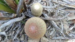 Echinocereus pectinatus pectinatus