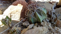 Astrophytum capricorne