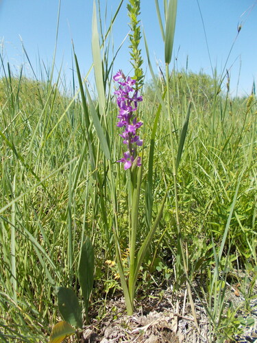 Eurasian Marsh Orchid (Anacamptis palustris)