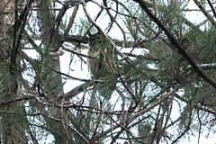 Asio madagascariensis