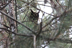 Asio madagascariensis