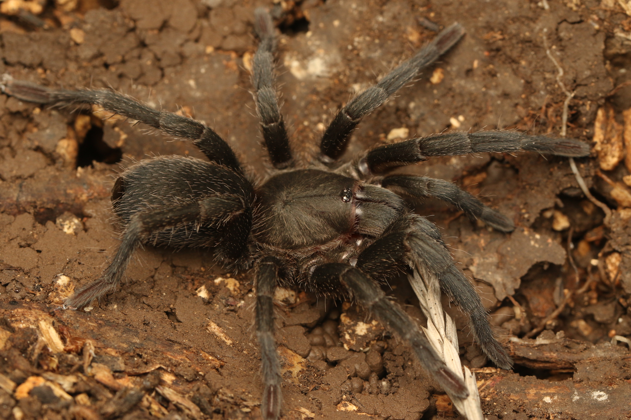 Middle East Black Tarantula (Chaetopelma olivaceum) · iNaturalist