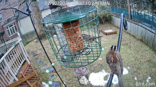 White-throated Sparrow