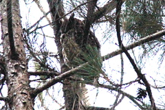 Asio madagascariensis