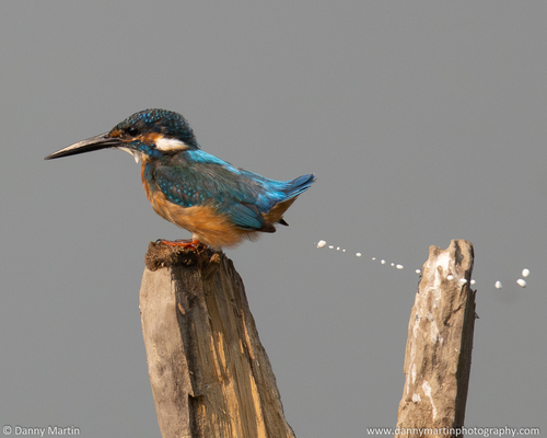 Common Kingfisher, photo 8 of 8
