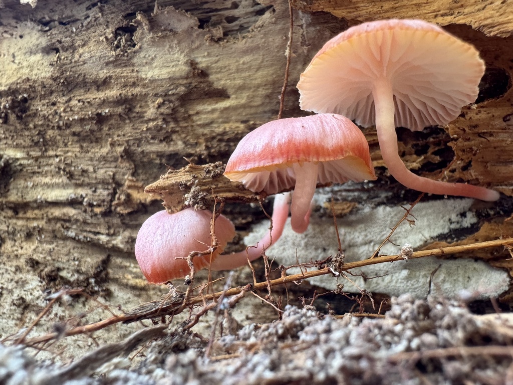 Mycena roseilignicola · February 2026 · photo: © funecology (iNaturalist, cc-by-sa)