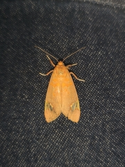 Melese amastris