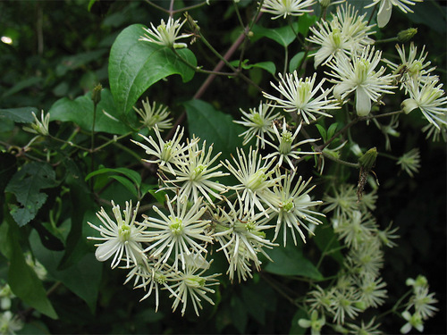Photograph of Clematis