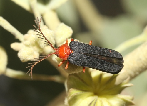 Pterotus curticornis