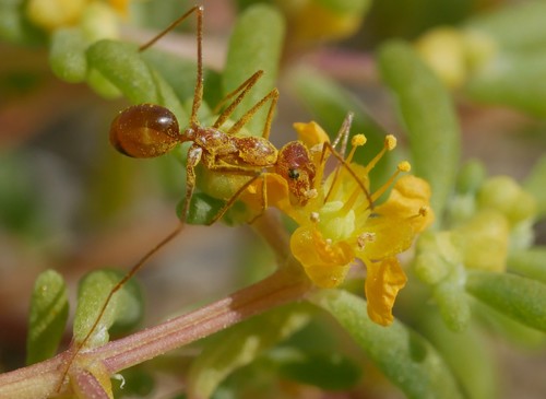 Cataglyphis aurataCataglyphis aurata