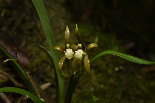Brassia euodes, photograph 1