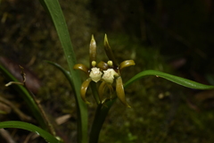 Brassia euodes, photograph (c) Jhon A. Yuca-Palomino, some rights reserved (CC BY)